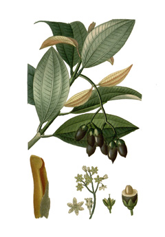 Cinnamomum_verum Cinnamon, Ceylon Cinnamon Tree